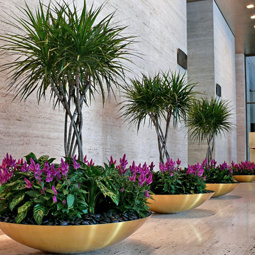 Interior Plants