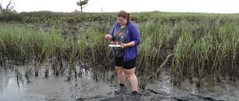 Researcher in marsh