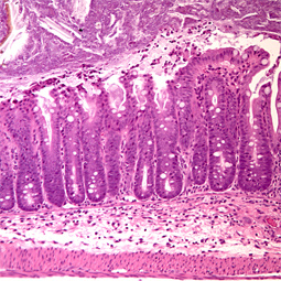 EllermannLab ID Image