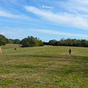 Metal detecting in field
