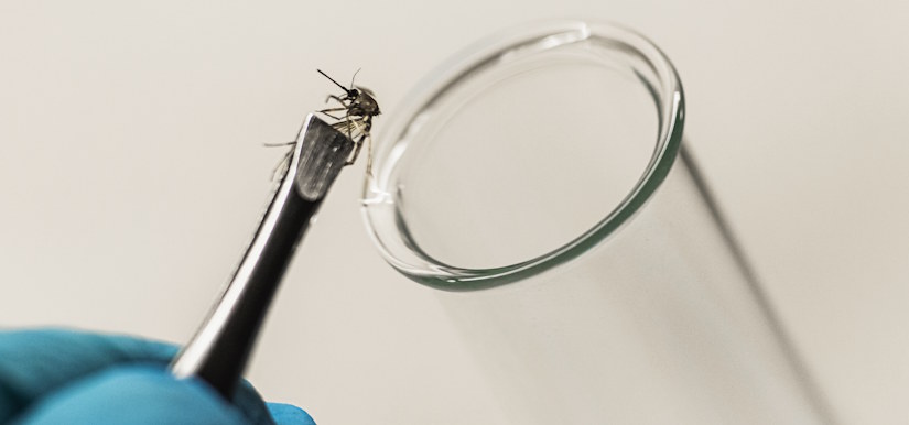 mosquito and test tube
